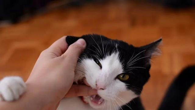 兽医提醒：养猫久了才明白，它“假咬”你，不是在跟你玩