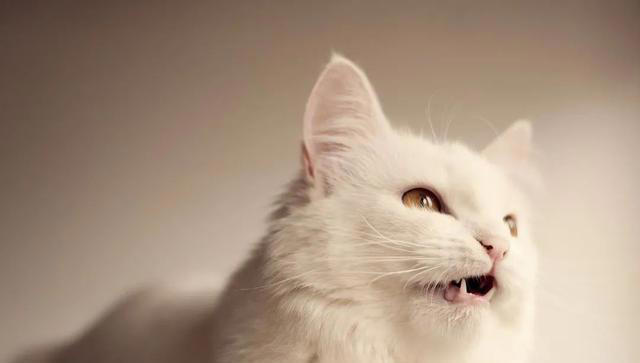 兽医提醒：养猫久了才明白，它“假咬”你，不是在跟你玩