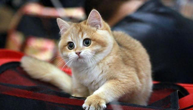 猫的毛发大部分是什么颜色？猫咪毛色之谜：那些让人爱不释手颜色