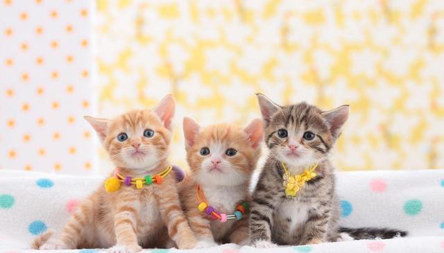 猫的毛发大部分是什么颜色？猫咪毛色之谜：那些让人爱不释手颜色