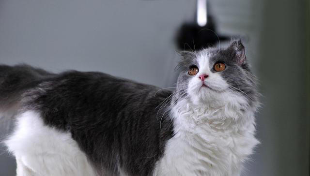 猫的毛发大部分是什么颜色？猫咪毛色之谜：那些让人爱不释手颜色