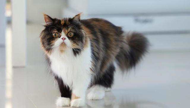 猫的毛发大部分是什么颜色？猫咪毛色之谜：那些让人爱不释手颜色