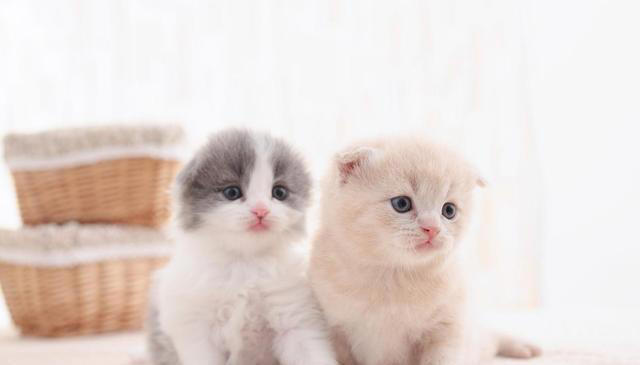 猫的毛发大部分是什么颜色？猫咪毛色之谜：那些让人爱不释手颜色