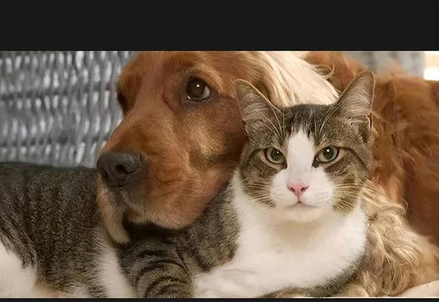 猫咪的神秘面相：9种性格特征，让你更懂你的猫咪！