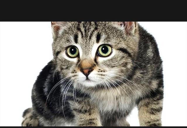 猫咪的神秘面相：9种性格特征，让你更懂你的猫咪！