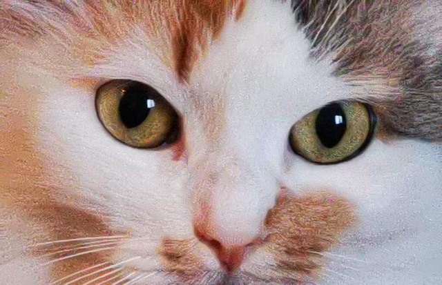 猫咪的神秘面相：9种性格特征，让你更懂你的猫咪！