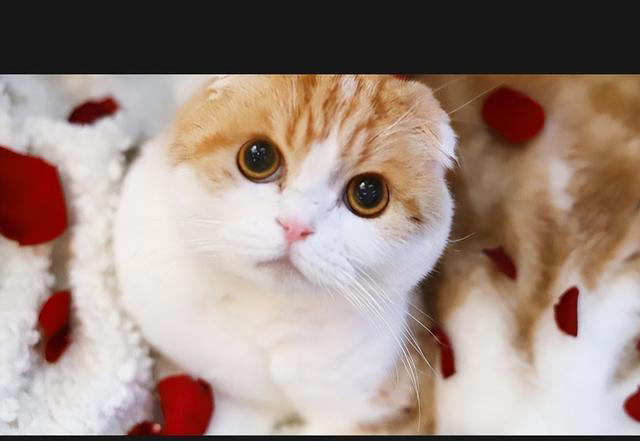 猫咪的神秘面相：9种性格特征，让你更懂你的猫咪！