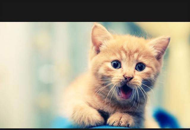 猫咪的神秘面相：9种性格特征，让你更懂你的猫咪！