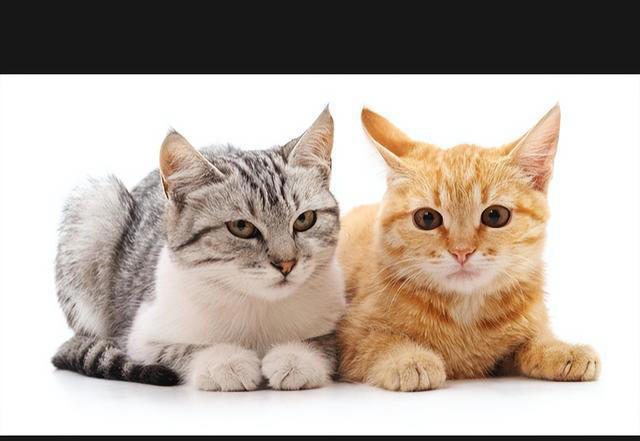 猫咪的神秘面相：9种性格特征，让你更懂你的猫咪！