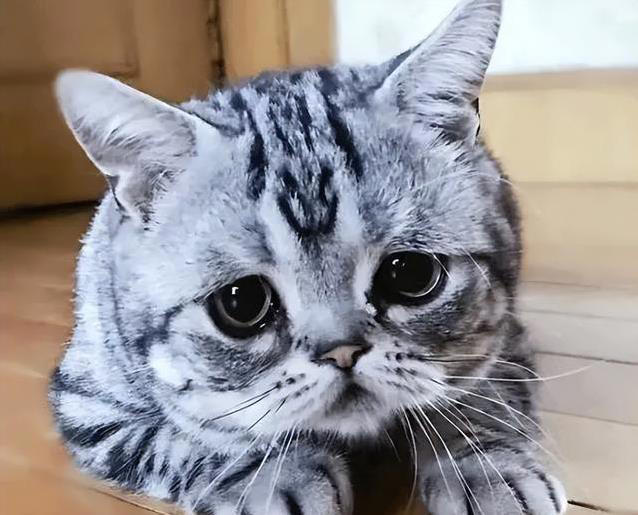 猫咪不高兴？这些日常习惯，竟让它觉得你不爱它！