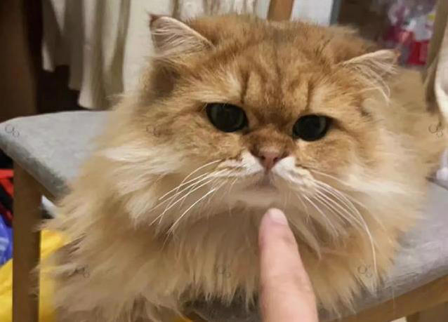 猫咪不高兴？这些日常习惯，竟让它觉得你不爱它！