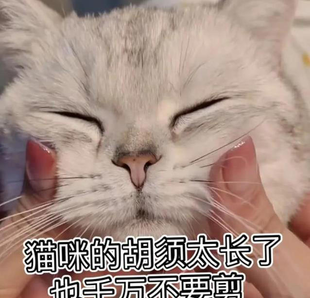 猫咪不高兴？这些日常习惯，竟让它觉得你不爱它！