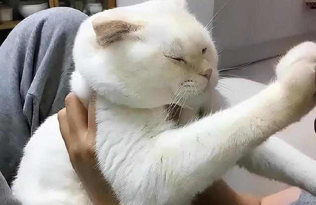 猫咪不高兴？这些日常习惯，竟让它觉得你不爱它！