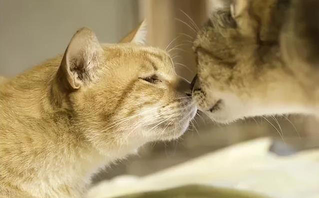 猫咪不高兴？这些日常习惯，竟让它觉得你不爱它！