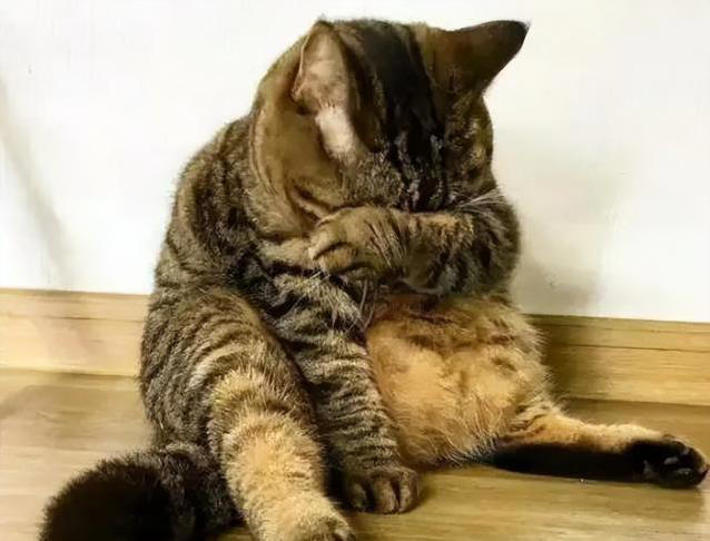 猫咪不高兴？这些日常习惯，竟让它觉得你不爱它！