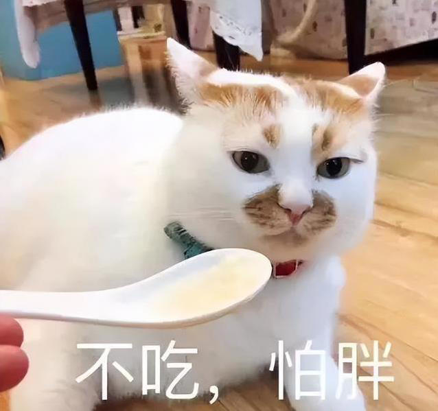 猫咪不高兴？这些日常习惯，竟让它觉得你不爱它！