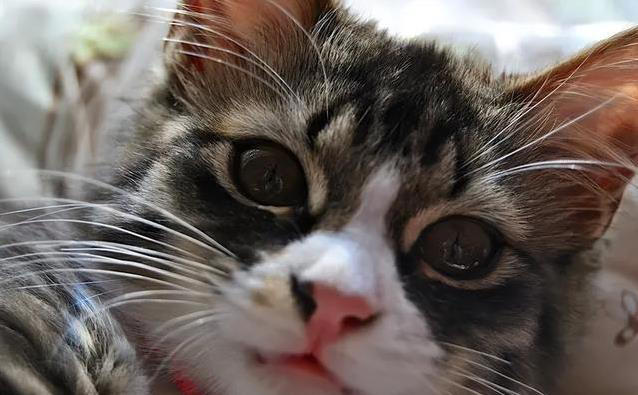 猫咪不高兴？这些日常习惯，竟让它觉得你不爱它！