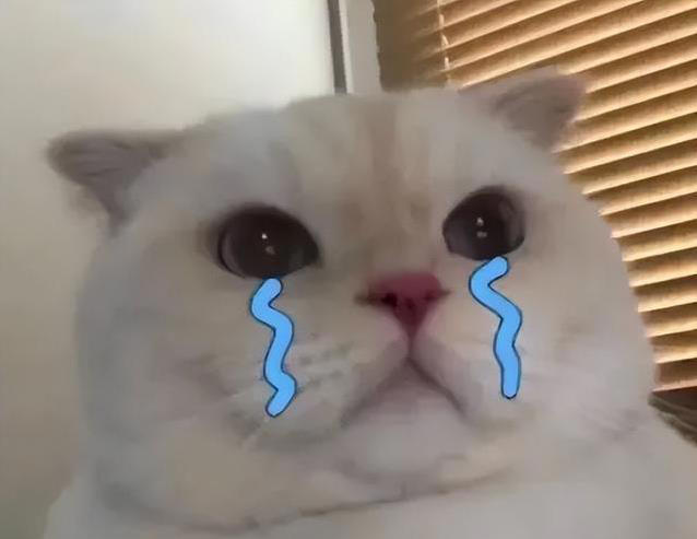 猫咪不高兴？这些日常习惯，竟让它觉得你不爱它！