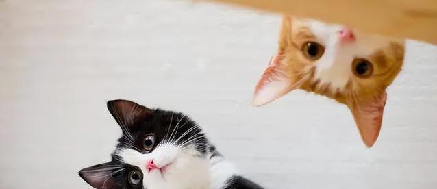 猫咪不高兴？这些日常习惯，竟让它觉得你不爱它！