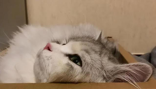 猫咪不高兴？这些日常习惯，竟让它觉得你不爱它！