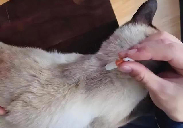 猫咪不高兴？这些日常习惯，竟让它觉得你不爱它！