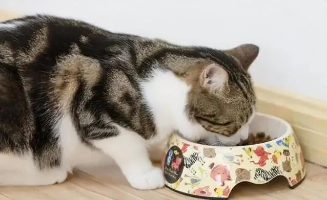 猫咪不高兴？这些日常习惯，竟让它觉得你不爱它！