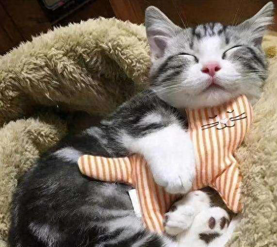 美短猫夜夜黏你睡？5个特质让你成它的最爱！