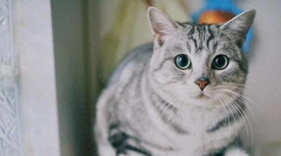 美短猫夜夜黏你睡？5个特质让你成它的最爱！