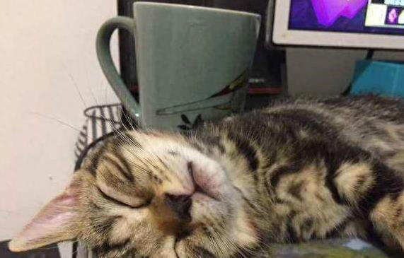 美短猫夜夜黏你睡？5个特质让你成它的最爱！