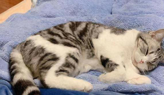 美短猫夜夜黏你睡？5个特质让你成它的最爱！