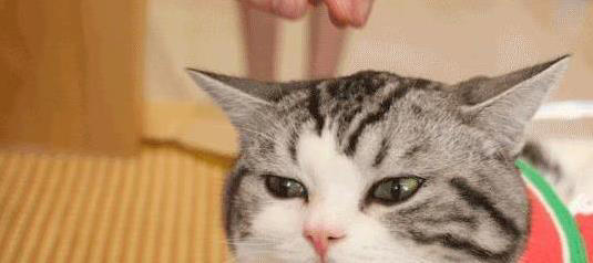 美短猫夜夜黏你睡？5个特质让你成它的最爱！