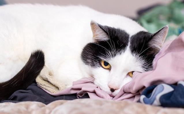 猫咪霸占你衣服睡大觉？4个原因揭秘！它想说啥？