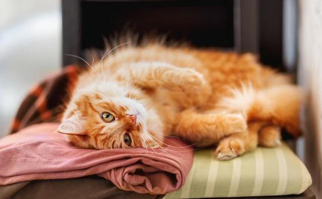 猫咪霸占你衣服睡大觉？4个原因揭秘！它想说啥？