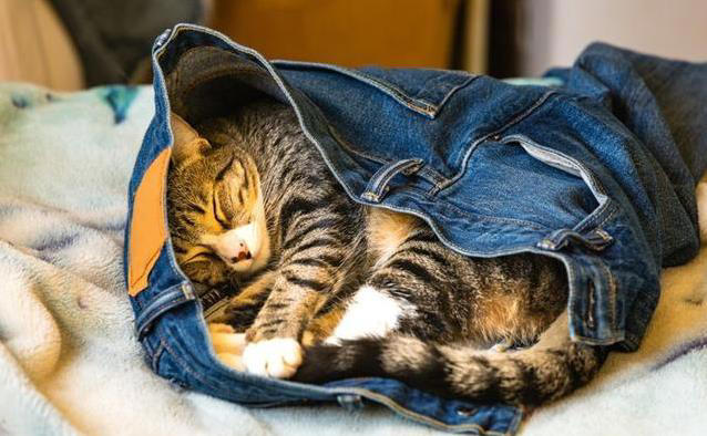 猫咪霸占你衣服睡大觉？4个原因揭秘！它想说啥？