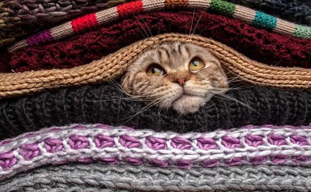 猫咪霸占你衣服睡大觉？4个原因揭秘！它想说啥？