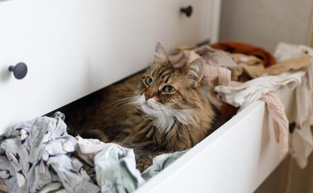 猫咪霸占你衣服睡大觉？4个原因揭秘！它想说啥？