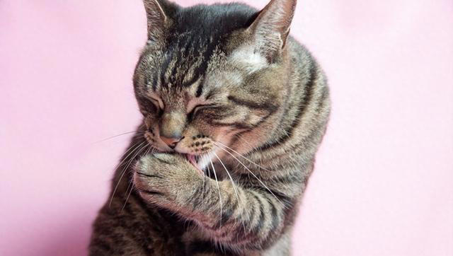 揭秘猫咪的梳妆台：猫为何爱整理毛发？完全不梳理的猫咪正常吗？