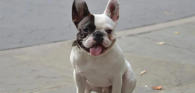 盘点10种中看不中用的狗，看看有你家的狗子吗