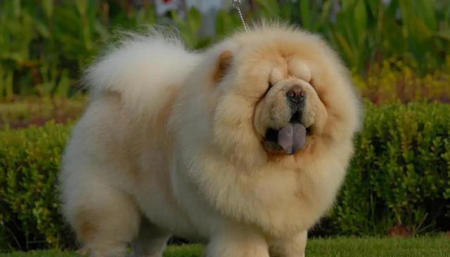 盘点10种中看不中用的狗，看看有你家的狗子吗