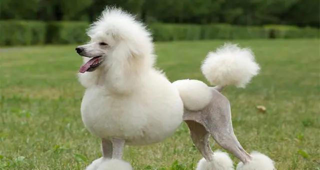 盘点10种中看不中用的狗，看看有你家的狗子吗