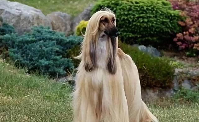 盘点10种中看不中用的狗，看看有你家的狗子吗