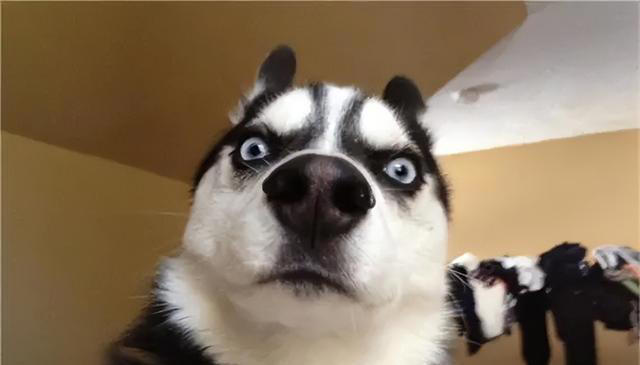 盘点10种中看不中用的狗，看看有你家的狗子吗