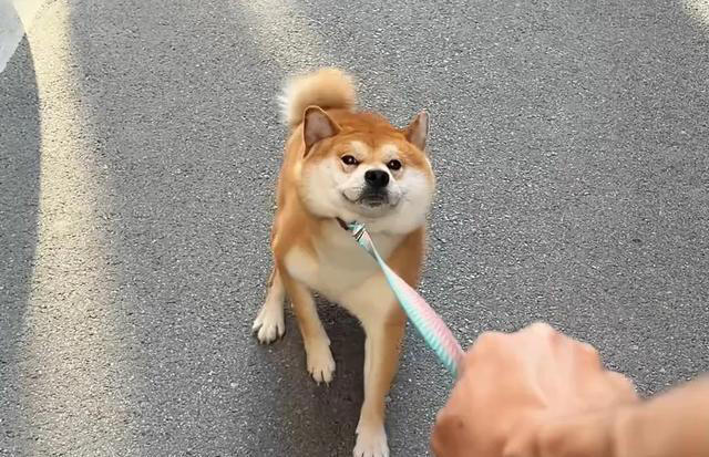 盘点10种中看不中用的狗，看看有你家的狗子吗