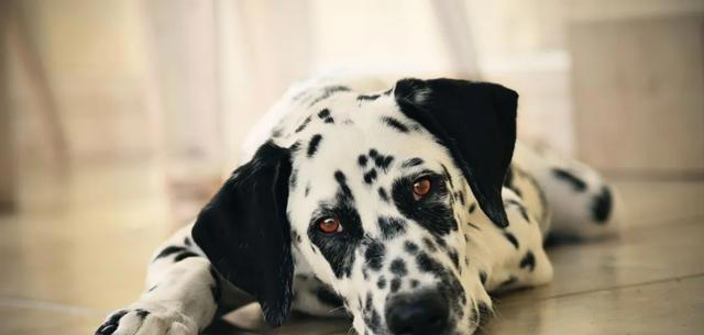 盘点10种中看不中用的狗，看看有你家的狗子吗