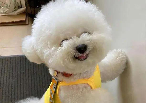 盘点10种中看不中用的狗，看看有你家的狗子吗