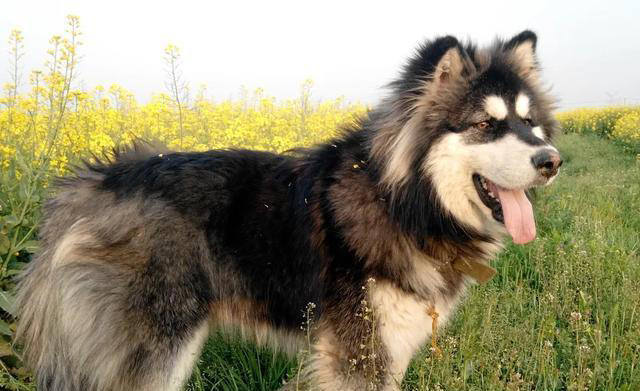 盘点10种中看不中用的狗，看看有你家的狗子吗