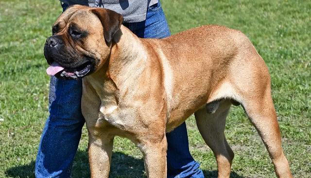 盘点10种中看不中用的狗，看看有你家的狗子吗