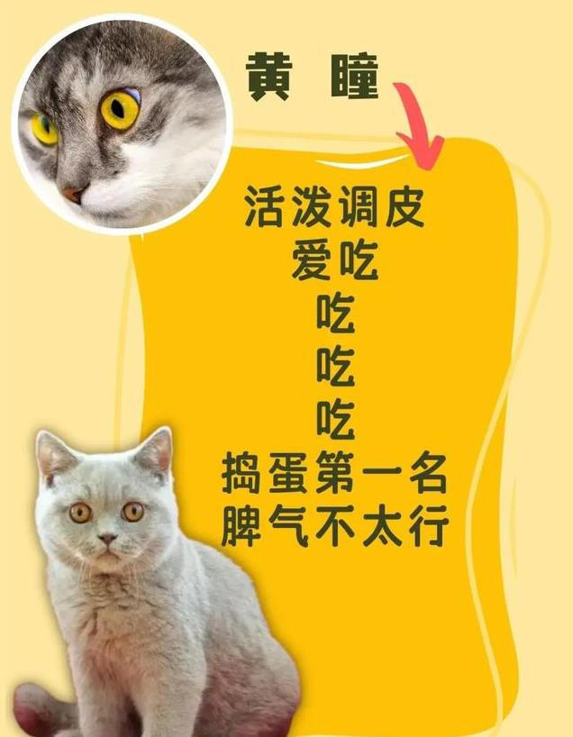 猫咪眼睛颜色大揭秘！性格由瞳色决定！