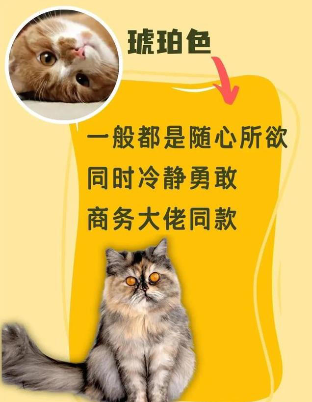 猫咪眼睛颜色大揭秘！性格由瞳色决定！