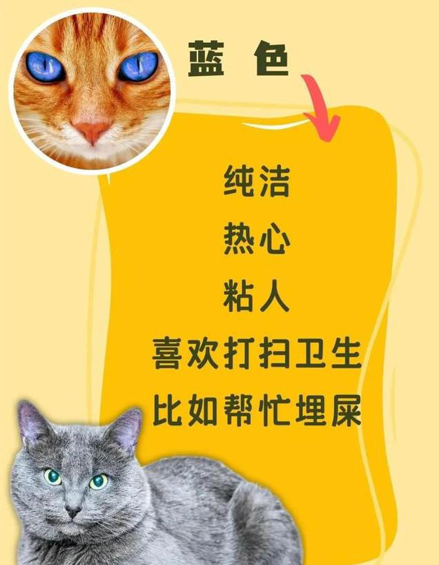 猫咪眼睛颜色大揭秘！性格由瞳色决定！